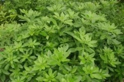 Choisya (Choisya Ternata)