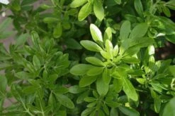 Choisya (Choisya Ternata) -PlantenPracht Winkel choisya ternata 2 1