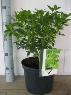 Choisya (Choisya Ternata) -PlantenPracht Winkel choisya ternata c5 10 8 2018