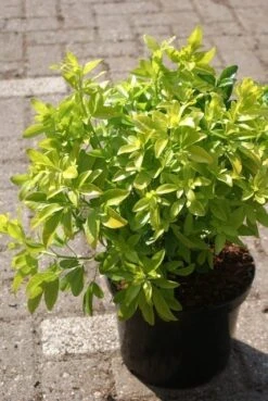 Choisya (Choisya Ternata 'Sundance') -PlantenPracht Winkel choisya ternata sundance 1