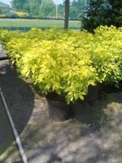 Choisya (Choisya Ternata 'Sundance') -PlantenPracht Winkel choisya ternata sundance c10 1