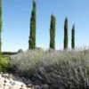 Italiaanse Cypres (Cupressus Sempervirens 'Stricta') -PlantenPracht Winkel cipreslavendelitaliaanseborderv01 2