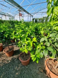 Sinaasappel (Citrus Sinensis 'Arcobal') 7 Sinaasappel (Citrus Sinensis 'Arcobal') -PlantenPracht Winkel citrus chinensis arcobal 1