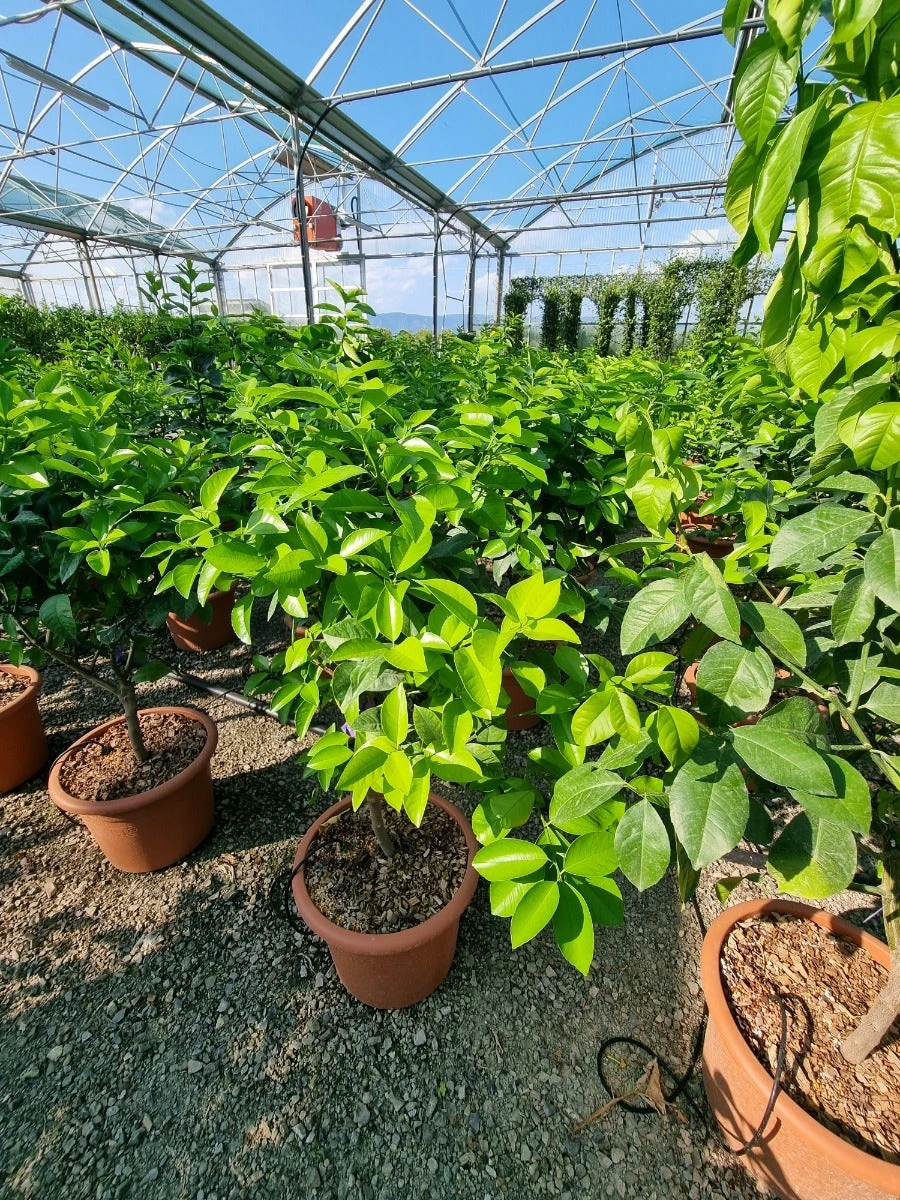 Sinaasappel (Citrus Sinensis 'Arcobal') 4 Sinaasappel (Citrus Sinensis 'Arcobal') - Afbeelding 2