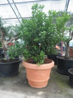 Kumquat (Citrus Kumquat) -PlantenPracht Winkel citrus kumquat solitair c500