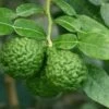 Kaffirlimoen (Citrus Hystrix) 1 Kaffirlimoen (Citrus Hystrix) -PlantenPracht Winkel citrushystrix02