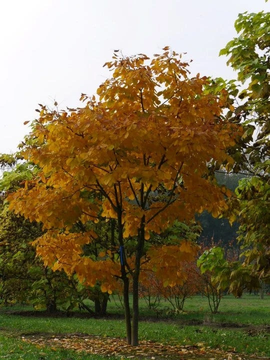 Geelhout Als Struik (Cladrastis Kentukea) 4 Geelhout Als Struik (Cladrastis Kentukea) - Afbeelding 2