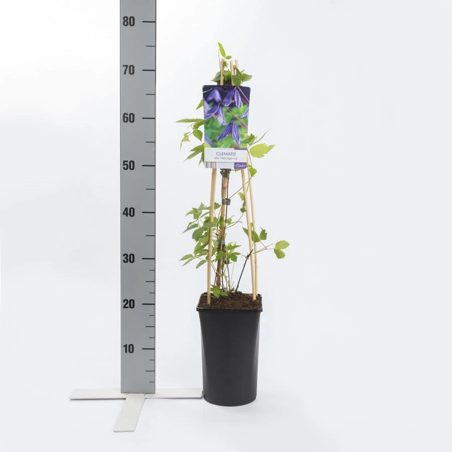 Bosrank (Clematis Alpina 'Helsingborg') 4 Bosrank (Clematis Alpina 'Helsingborg') - Afbeelding 2