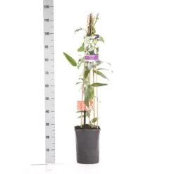 Bosrank, Groenblijvend (Clematis Armandii 'Apple Blossom') 16 Bosrank, Groenblijvend (Clematis Armandii 'Apple Blossom') -PlantenPracht Winkel clematis apelblossom 1.00 1.25 3