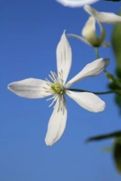 Bosrank, Groenblijvend (Clematis Armandii) -PlantenPracht Winkel clematis armandii 3 1