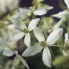 Bosrank, Groenblijvend (Clematis Armandii) -PlantenPracht Winkel clematis armandii 2 3