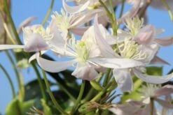 Bosrank, Groenblijvend (Clematis Armandii 'Apple Blossom') -PlantenPracht Winkel clematis armandii apple blossom 1 1