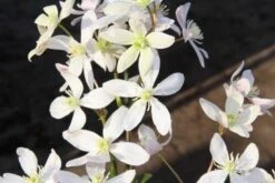 Bosrank, Groenblijvend (Clematis Armandii 'Apple Blossom') -PlantenPracht Winkel clematis armandii apple blossom 2 1