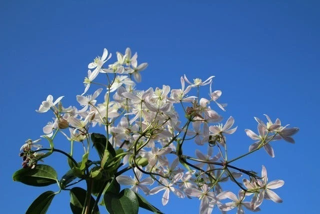 Bosrank, Groenblijvend (Clematis Armandii 'Apple Blossom') 6 Bosrank, Groenblijvend (Clematis Armandii 'Apple Blossom') - Afbeelding 4