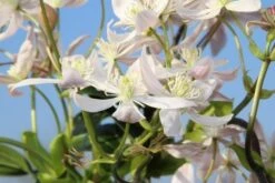 Bosrank, Groenblijvend (Clematis Armandii 'Apple Blossom') 19 Bosrank, Groenblijvend (Clematis Armandii 'Apple Blossom') -PlantenPracht Winkel clematis armandii apple blossom 5