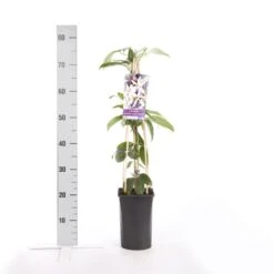 Bosrank, Groenblijvend (Clematis Armandii 'Apple Blossom') 15 Bosrank, Groenblijvend (Clematis Armandii 'Apple Blossom') -PlantenPracht Winkel clematis armandii apple blossom 4