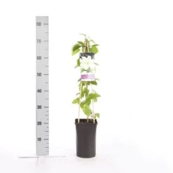 Bosrank (Clematis 'Guernsey Cream') 5 Bosrank (Clematis 'Guernsey Cream') -PlantenPracht Winkel clematis guernsey cream 2