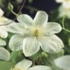 Bosrank (Clematis 'Guernsey Cream') -PlantenPracht Winkel clematis guernsey cream 2