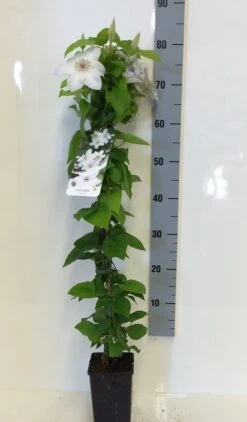 Bosrank (Clematis 'Henryi') -PlantenPracht Winkel clematis henryi 80 100 c2 1