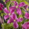 Bosrank (Clematis 'Inspiration') -PlantenPracht Winkel clematis inspiration pbr 2