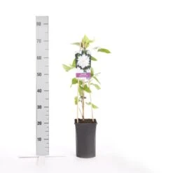 Bosrank (Clematis 'Jackmanii Alba') 7 Bosrank (Clematis 'Jackmanii Alba') -PlantenPracht Winkel clematis jackmanii alba 1