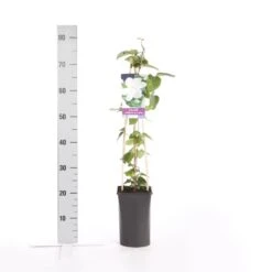 Bosrank (Clematis 'Madame Le Coultre') 11 Bosrank (Clematis 'Madame Le Coultre') -PlantenPracht Winkel clematis madame le coultre 2