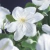 Bosrank (Clematis 'Madame Le Coultre') 1 Bosrank (Clematis 'Madame Le Coultre') -PlantenPracht Winkel clematis madame le coultre 2 1