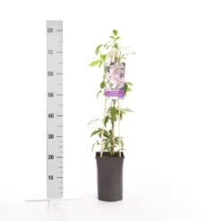 Bosrank (Clematis Montana 'Broughton Star') -PlantenPracht Winkel clematis montana broughton s.