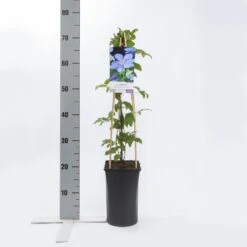 Bosrank (Clematis 'Mrs Cholmondeley') 12 Bosrank (Clematis 'Mrs Cholmondeley') -PlantenPracht Winkel clematis mrs. cholmondeley 1