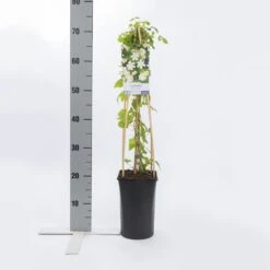 Bosrank (Clematis 'Paul Farges') -PlantenPracht Winkel clematis paul farges 1