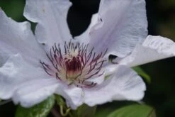 Bosrank (Clematis 'Snow Queen') -PlantenPracht Winkel clematis snow queen