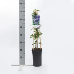 Bosrank (Clematis Viticella) 8 Bosrank (Clematis Viticella) -PlantenPracht Winkel clematis viticella 1