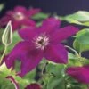 Bosrank (Clematis 'Westerplatte') -PlantenPracht Winkel clematis westerplatte 2 1