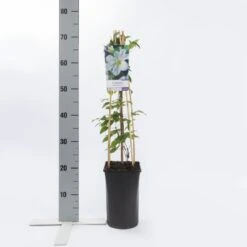 Bosrank (Clematis 'Yukikomachi') -PlantenPracht Winkel clematis yukikomachi 2