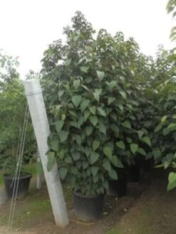 Pindakaasboom Als Struik (Clerodendrum Trichotomum) -PlantenPracht Winkel clerodendrum trich. purple blaze11