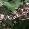 Pindakaasboom (Clerodendrum Trichotomum) -PlantenPracht Winkel clerodendrum trichotomum02
