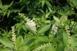 Schijnels (Clethra Alnifolia) -PlantenPracht Winkel clethra alnifolia 3