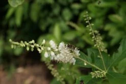 Schijnels (Clethra Alnifolia) -PlantenPracht Winkel clethra alnifolia 4
