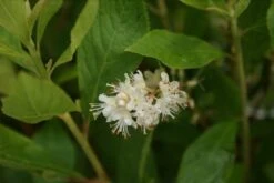 Schijnels (Clethra Alnifolia) -PlantenPracht Winkel clethra alnifolia 5
