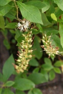 Schijnels (Clethra Alnifolia) -PlantenPracht Winkel clethra alnifolia 6