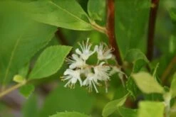 Schijnels (Clethra Alnifolia) -PlantenPracht Winkel clethra alnifolia 7