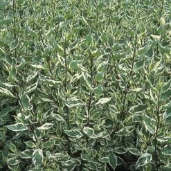 Bonte Kornoelje (Cornus Alba 'Elegantissima') -PlantenPracht Winkel coaelega 3 1