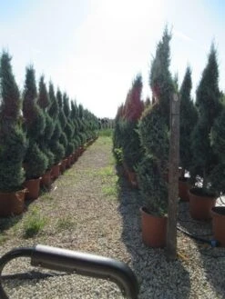 Conifeer Als Spiraal (Thuja Occidentalis 'Smaragd') -PlantenPracht Winkel conifeer spiraal 1