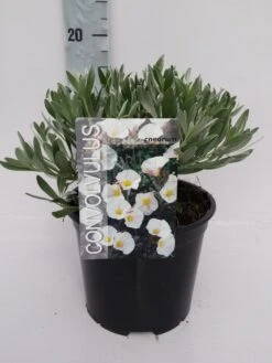 Zilverwinde (Convolvulus Cneorum ) -PlantenPracht Winkel convolvulus 10 6