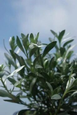 Zilverwinde (Convolvulus Cneorum ) -PlantenPracht Winkel convolvulus cneorum 1