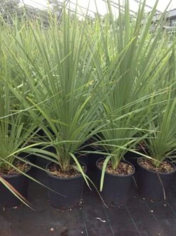 Cordyline (Cordyline Australis) -PlantenPracht Winkel cordyline australis