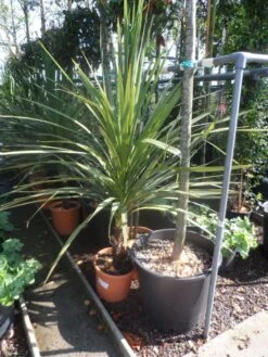 Cordyline (Cordyline Australis) 22 Cordyline (Cordyline Australis) -PlantenPracht Winkel cordyline australis 125 150 c20 1