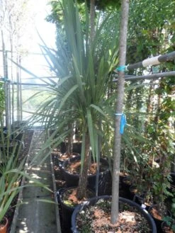 Cordyline (Cordyline Australis) -PlantenPracht Winkel cordyline australis 150 175 cont