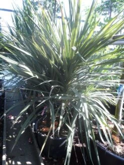 Cordyline (Cordyline Australis) -PlantenPracht Winkel cordyline australis 175 200 meerstammig