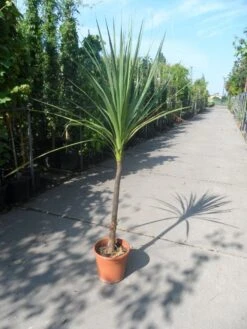 Cordyline (Cordyline Australis) -PlantenPracht Winkel cordyline australis c10